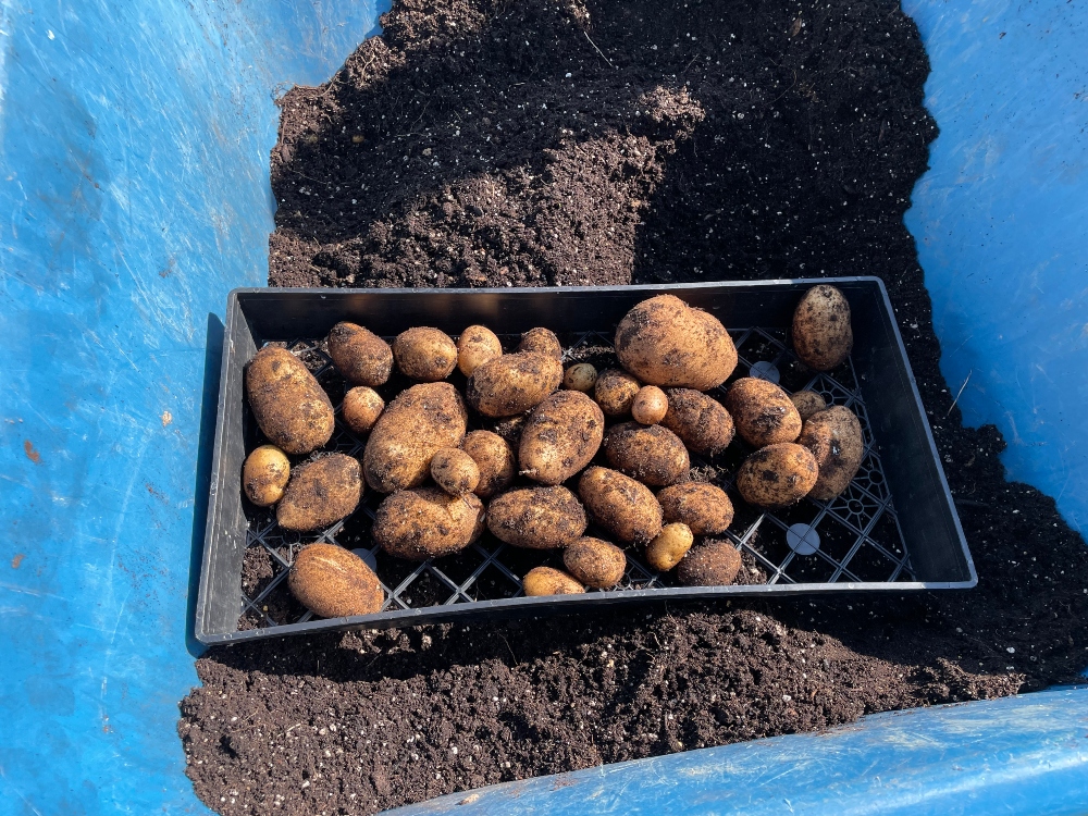 https://images.hive.blog/DQmWtxVVXFDcYeCae5QkSQPMQzjSCfcnotji1gSHwcvURZ9/hive-garden-potato-harvest-1.jpg