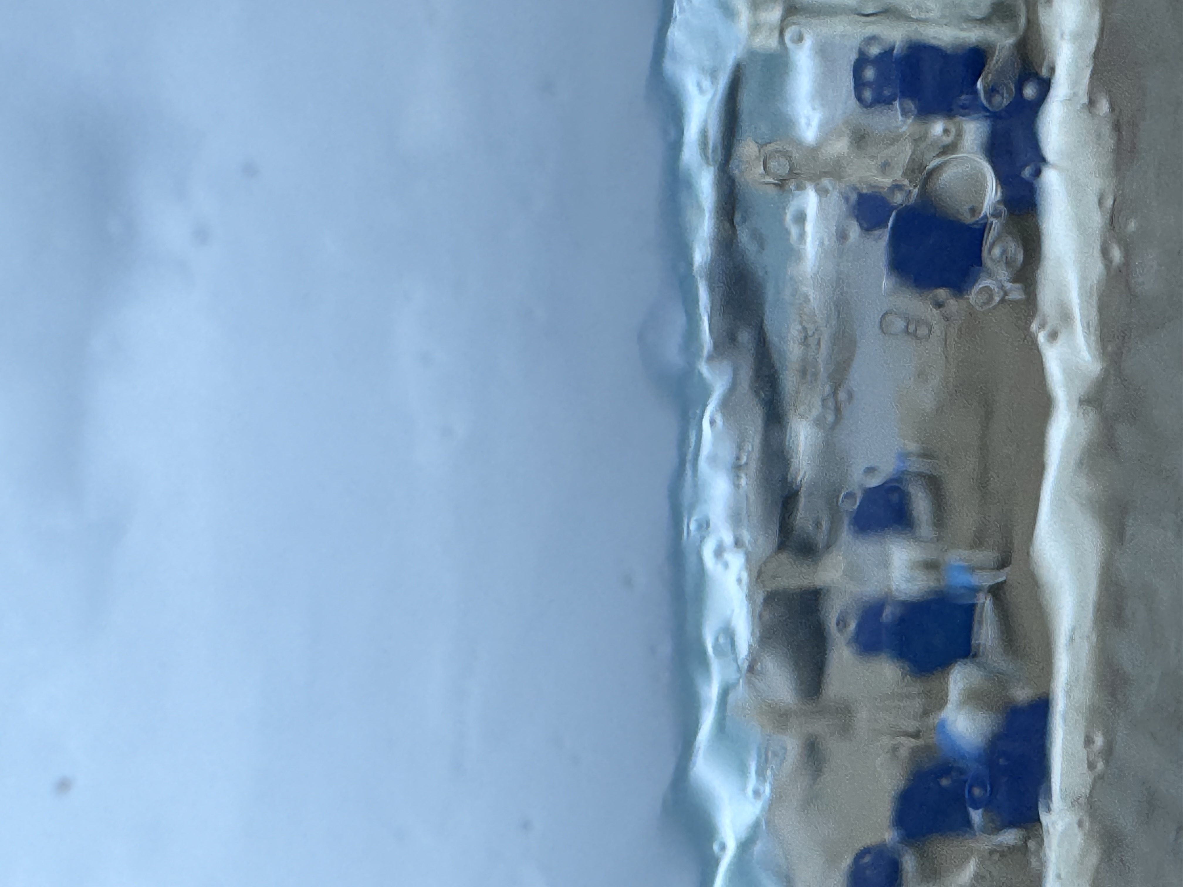 IMG_6706.jpeg