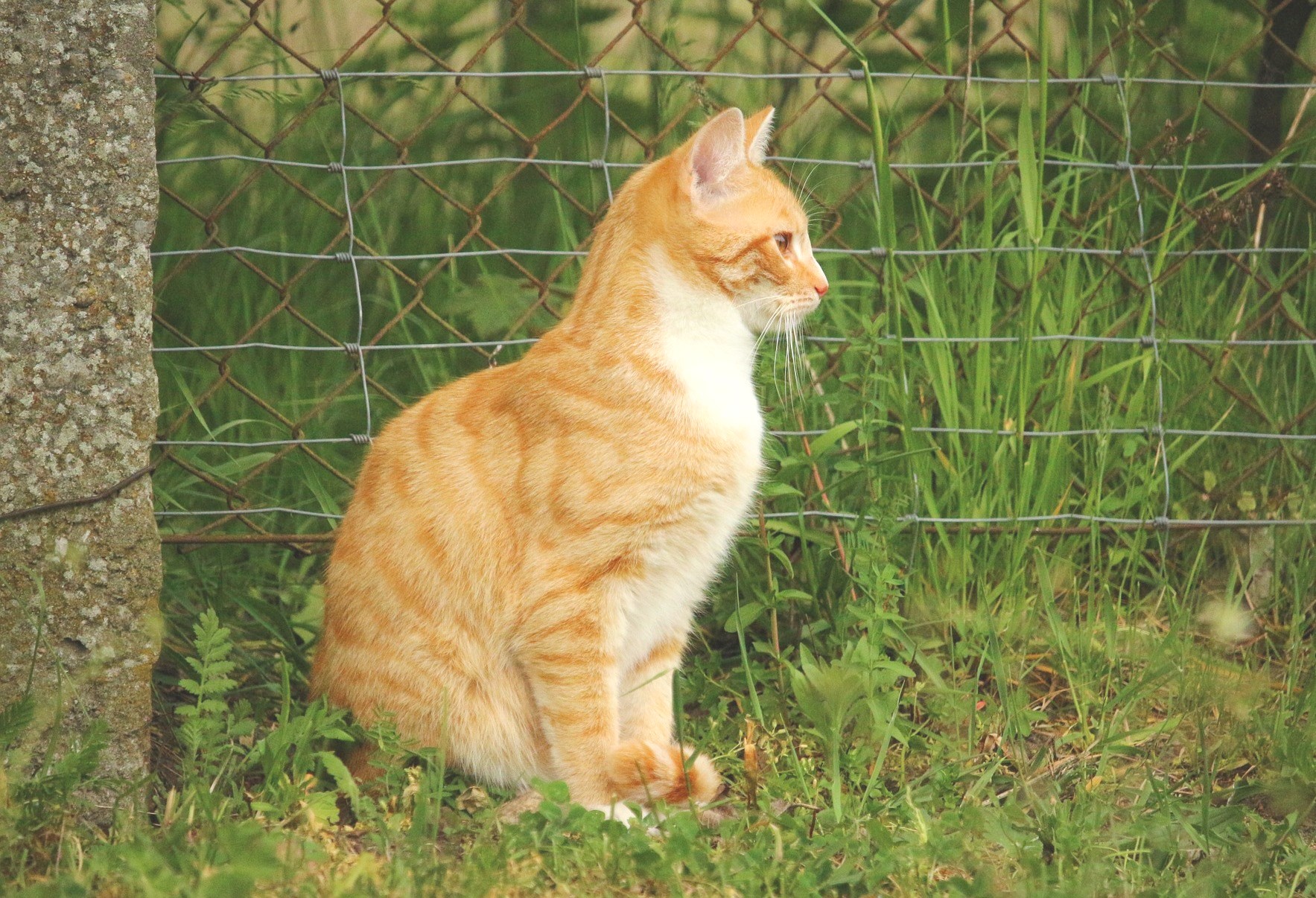 Catire vista.jpg