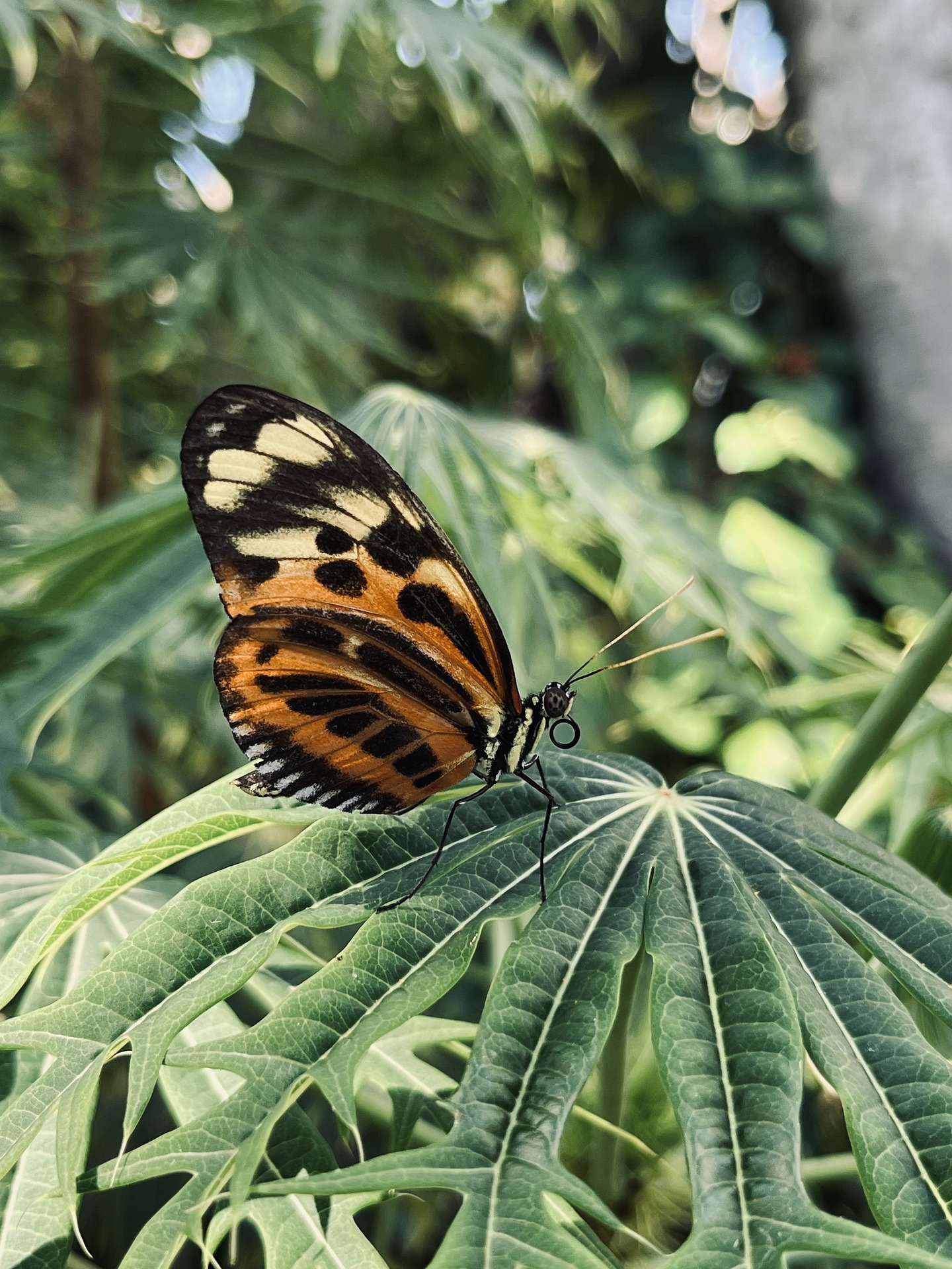 insect-7942861_1920.jpg