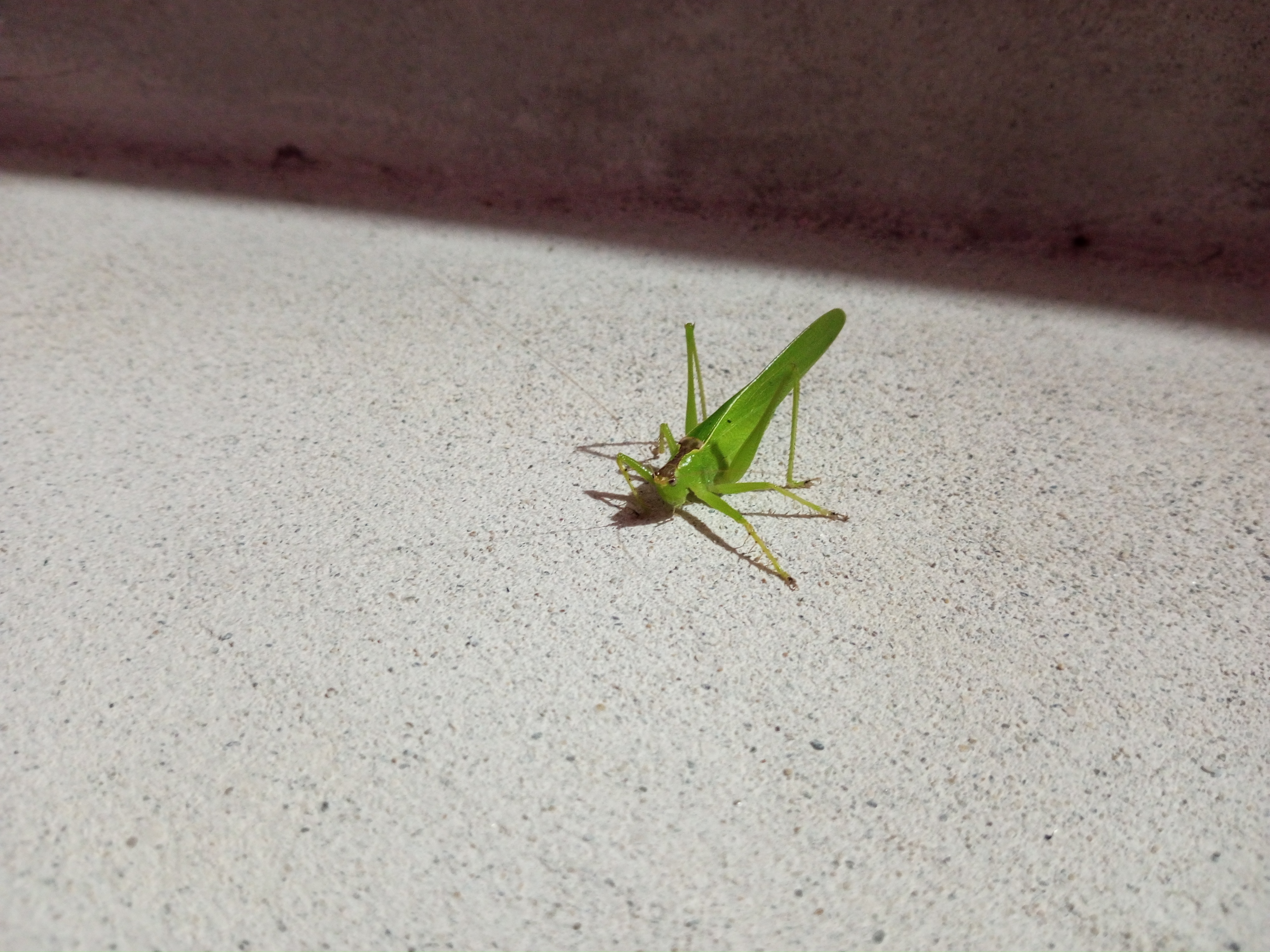 IMG_20241018_191204_236.jpg