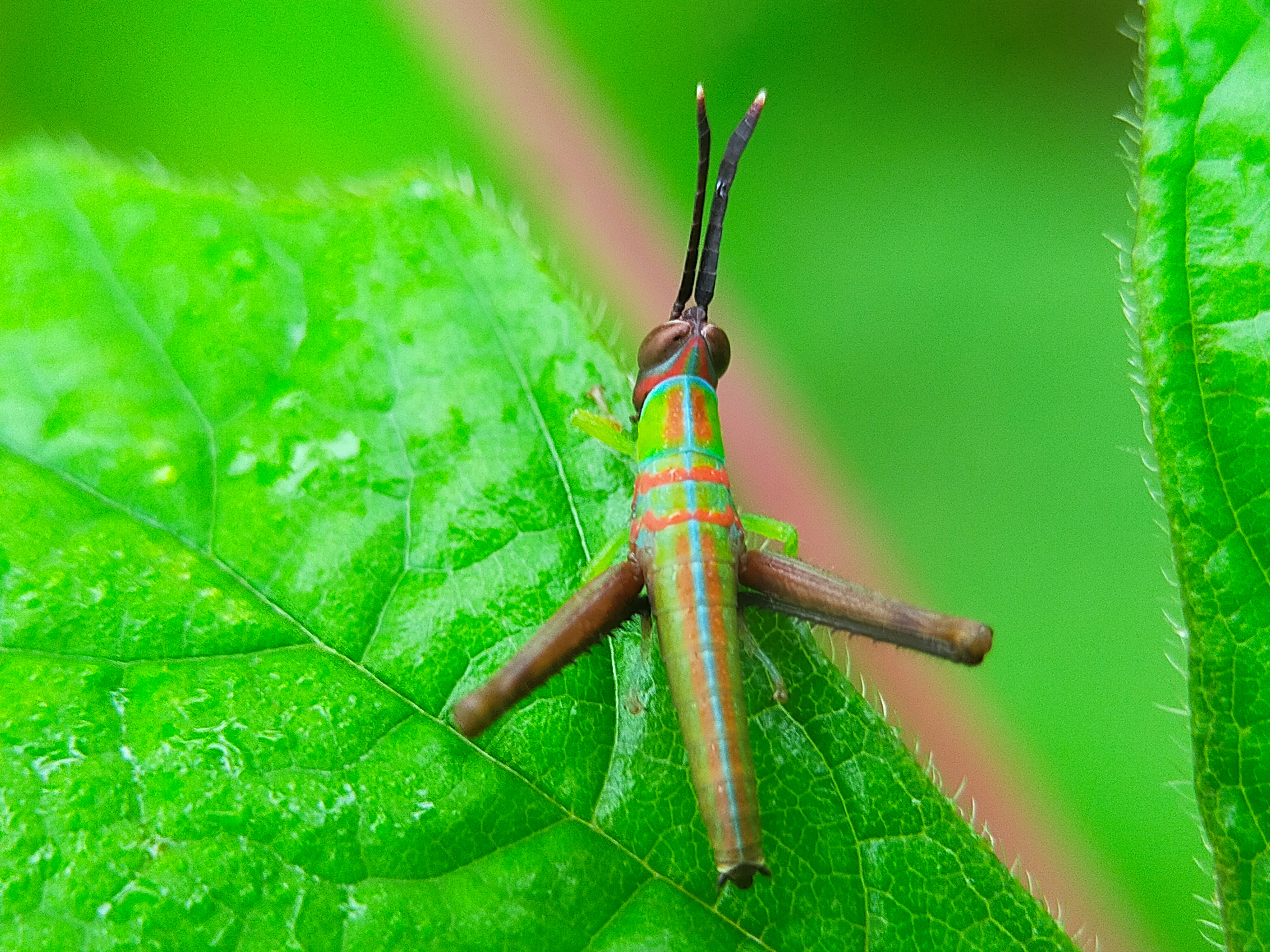 Grasshopper Color (31).jpg