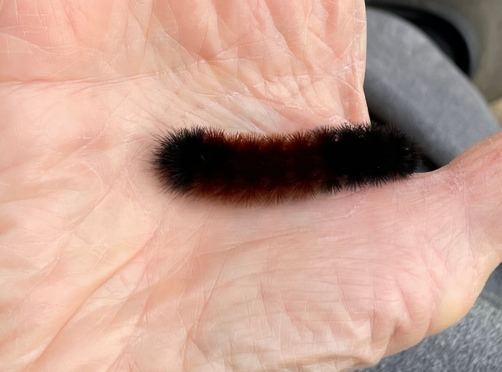 catapillar 3.jpg