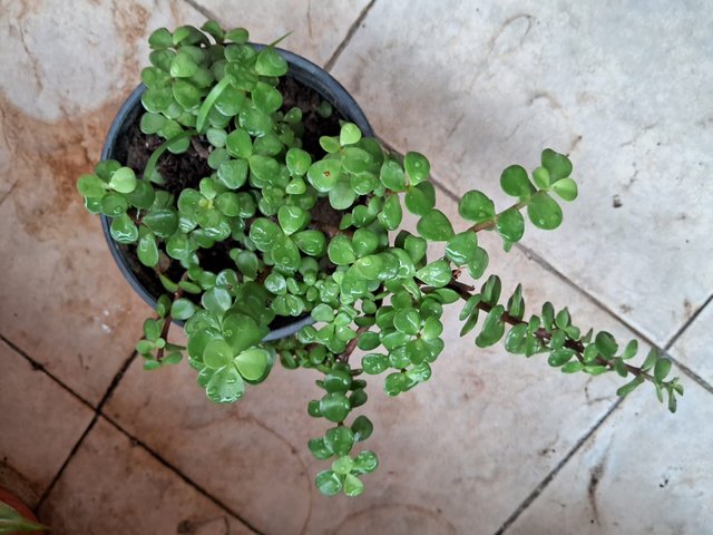 Elephant bush plant 3.jpg