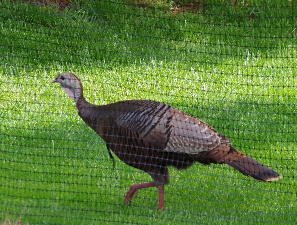 feathered-friends-turkey-1.jpg