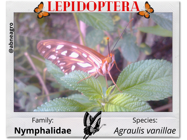 Lepidoptera portada english.png