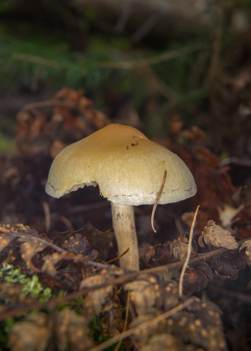 DSC05885.jpg