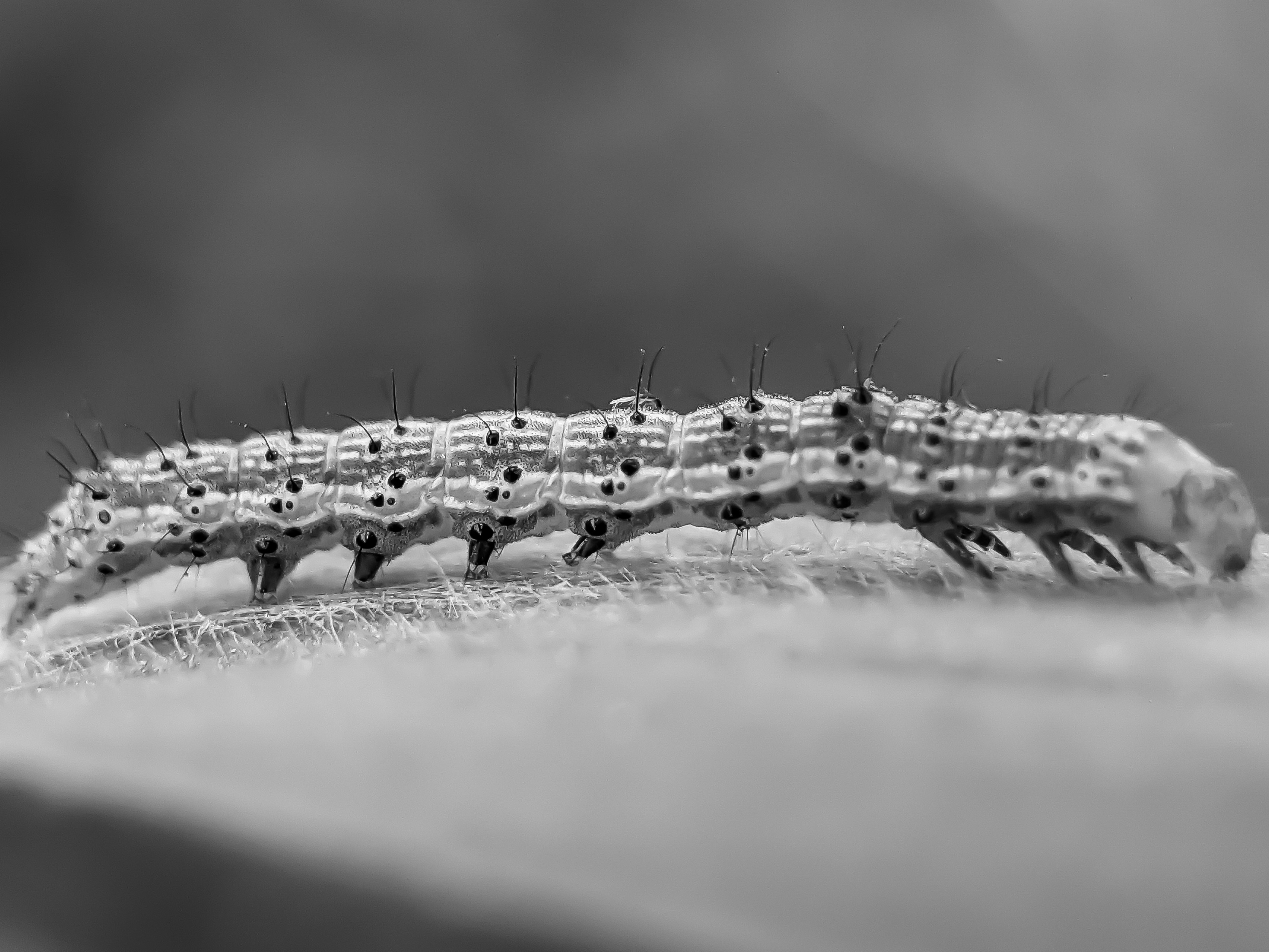 caterpillar (9).jpg