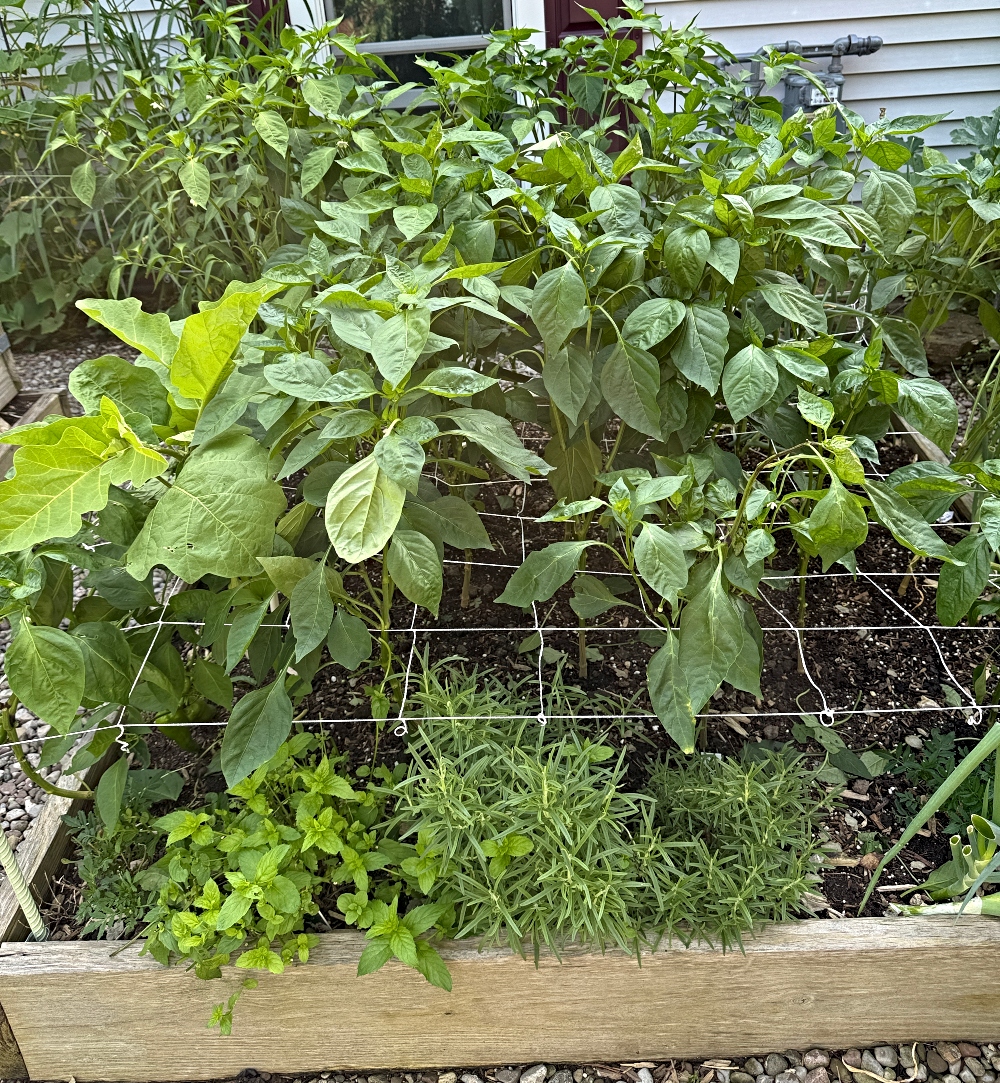 hivegarden-peppers-july 21.jpg