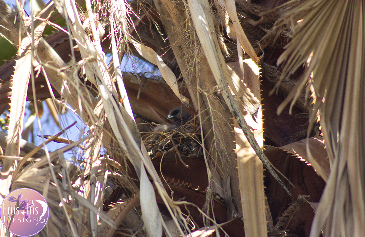 Mousebird on nest.png