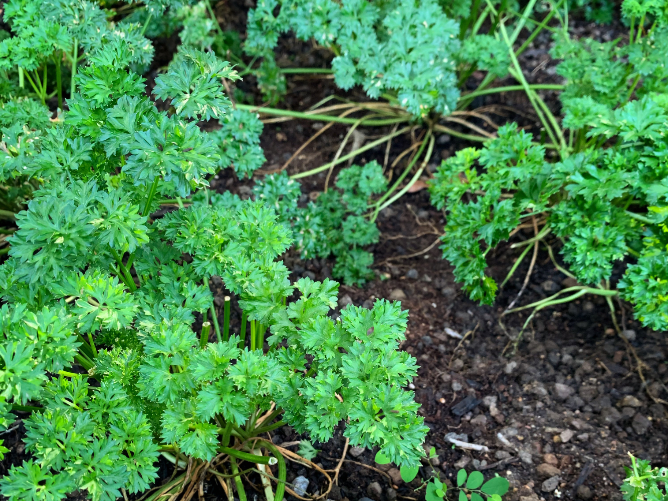 Parsley Steemit.jpg