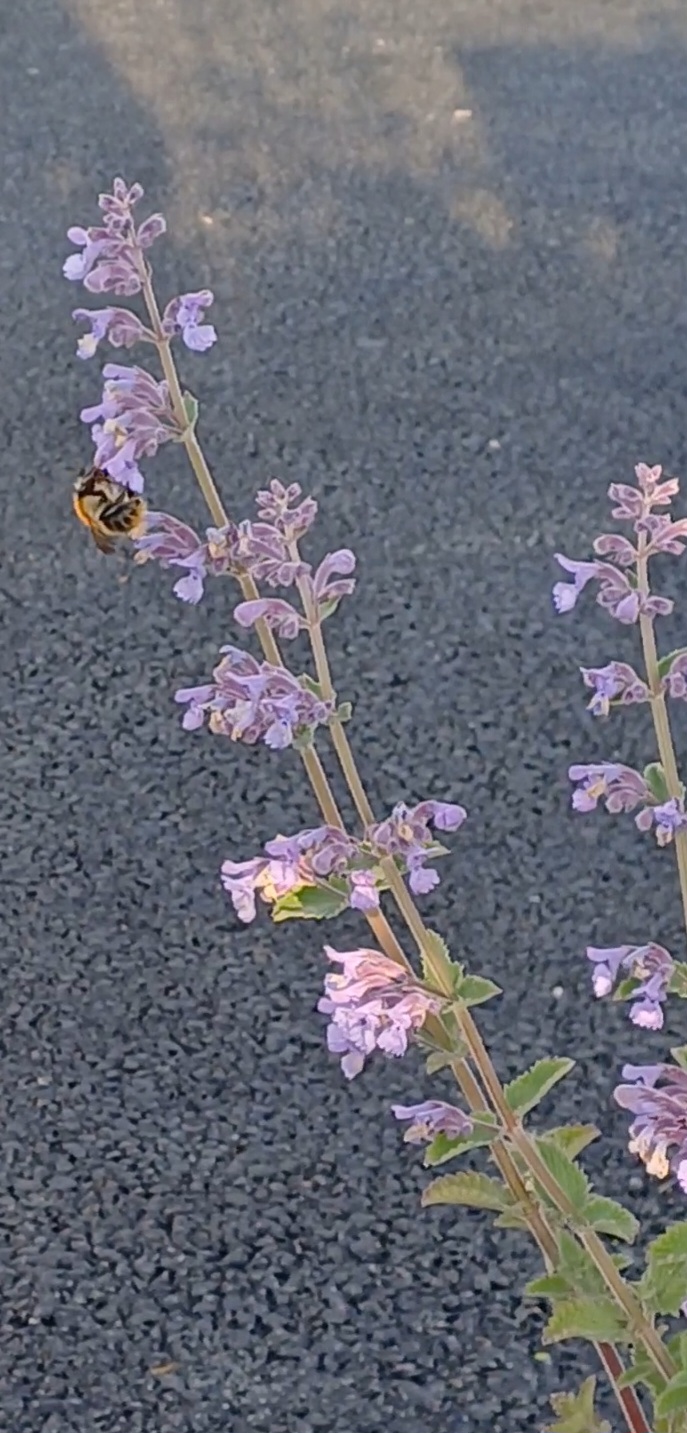Screenshot_20250511_100438_Gallery.jpg