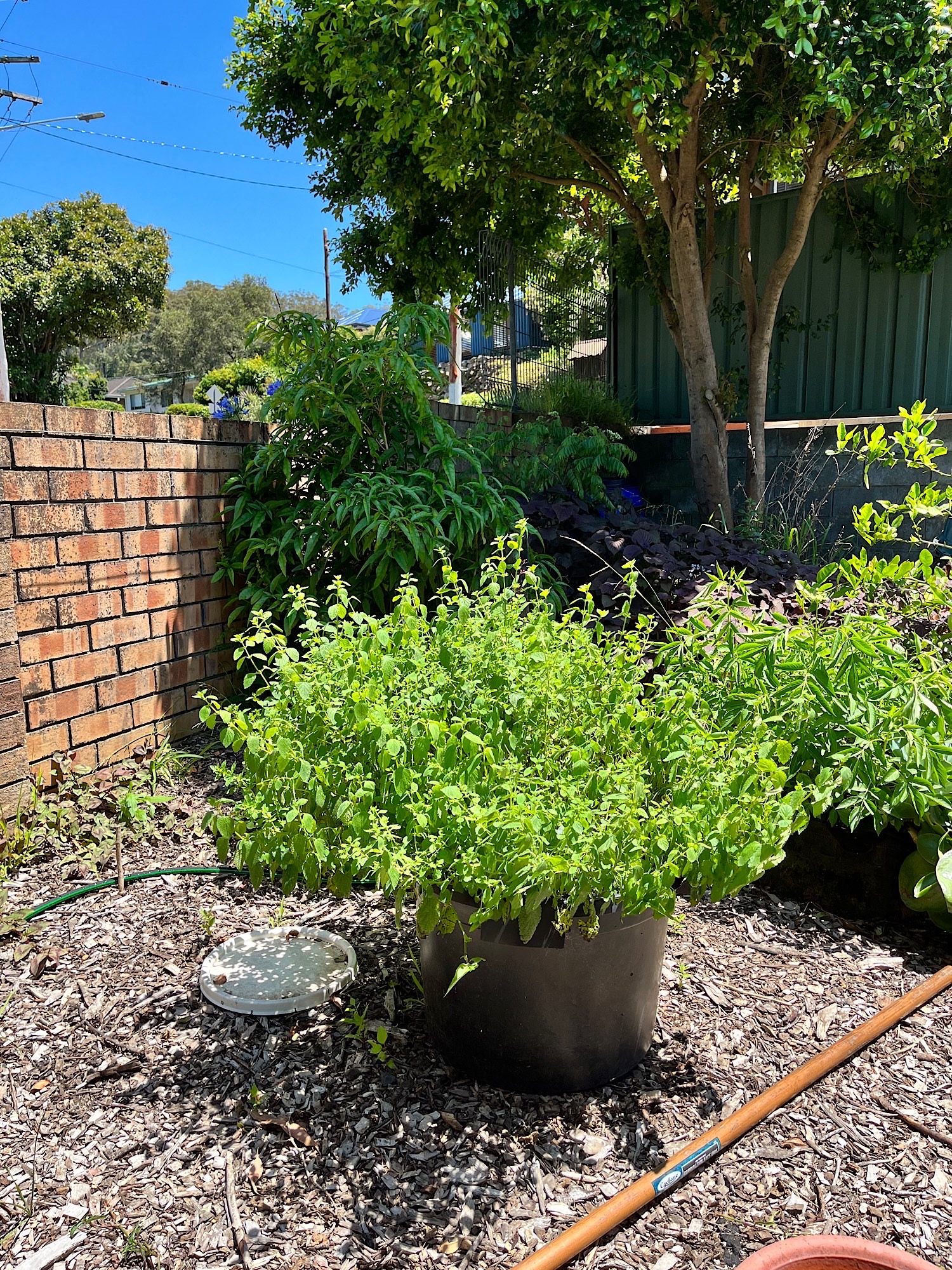 Lemon balm