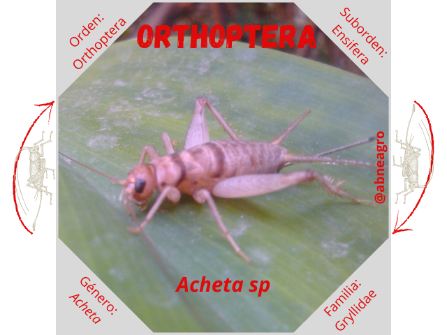Orden Orthoptera 2.png