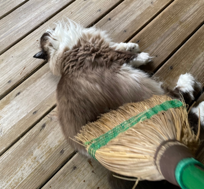dpet-caturday-3.jpg