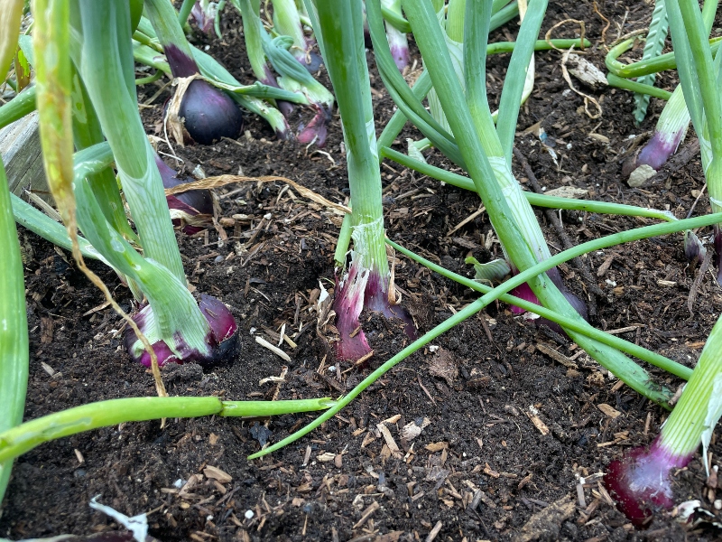 hivegarden-harvesting-onions-1.jpg