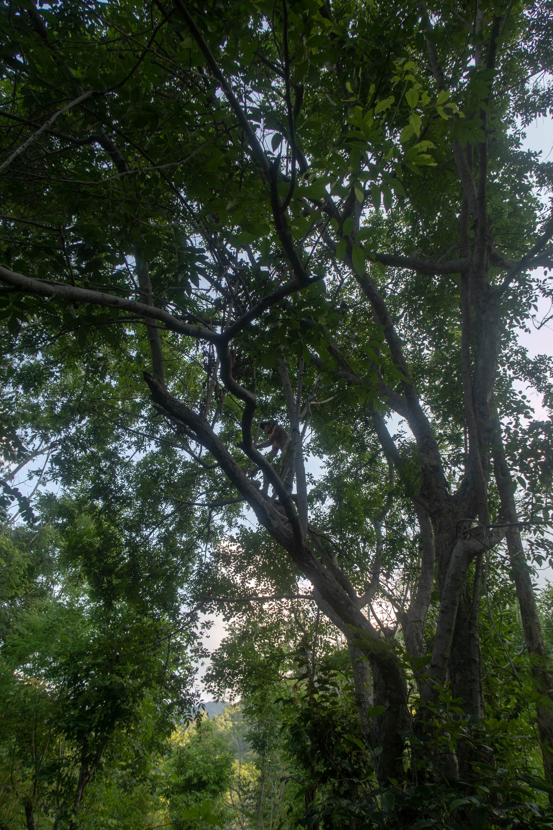 Climbing another trenggulun tree