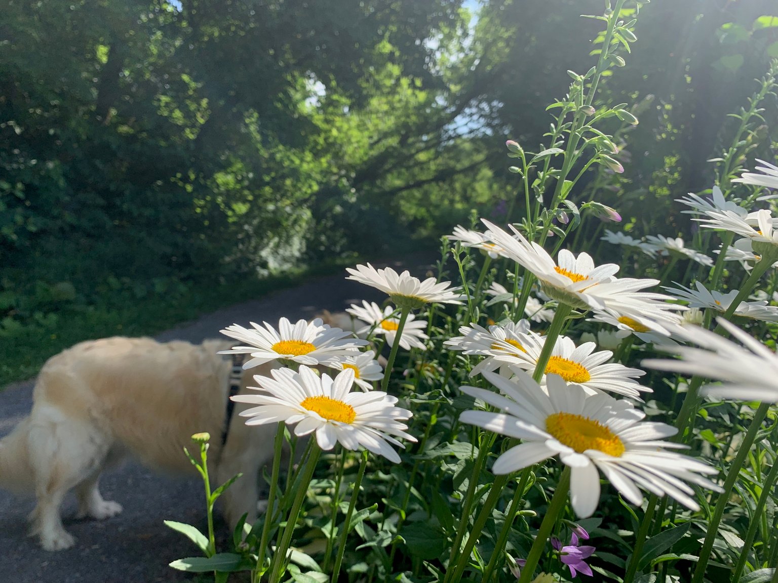 Wildflowers on the River Trail  … My morning walk with Lola …