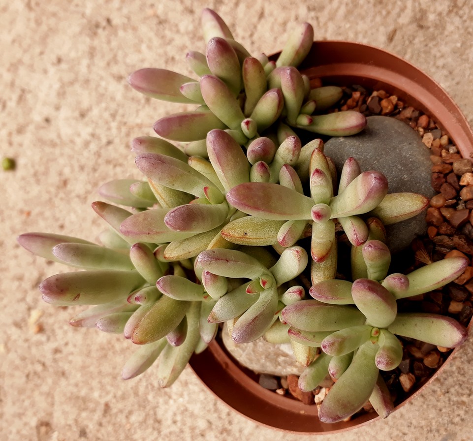 crassula.jpg