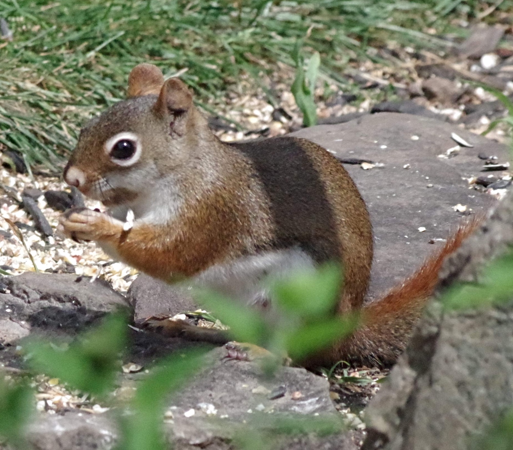 squirrel-4.jpg