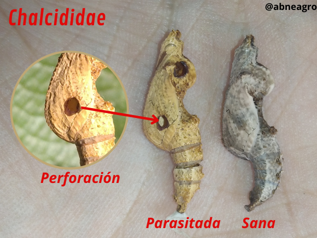 Automeris cf. jucunda (6).png