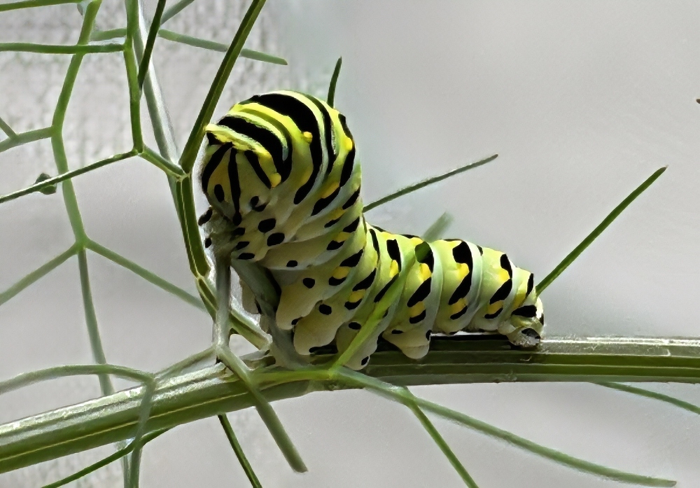 caterpillars-swallowtail-sunscape.jpg
