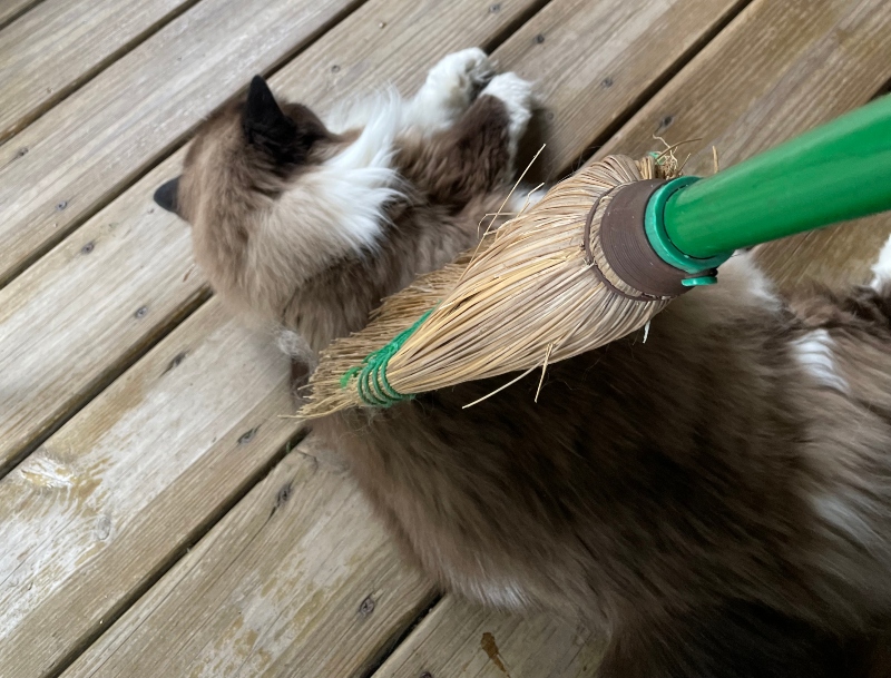 dpet-caturday-5.jpg