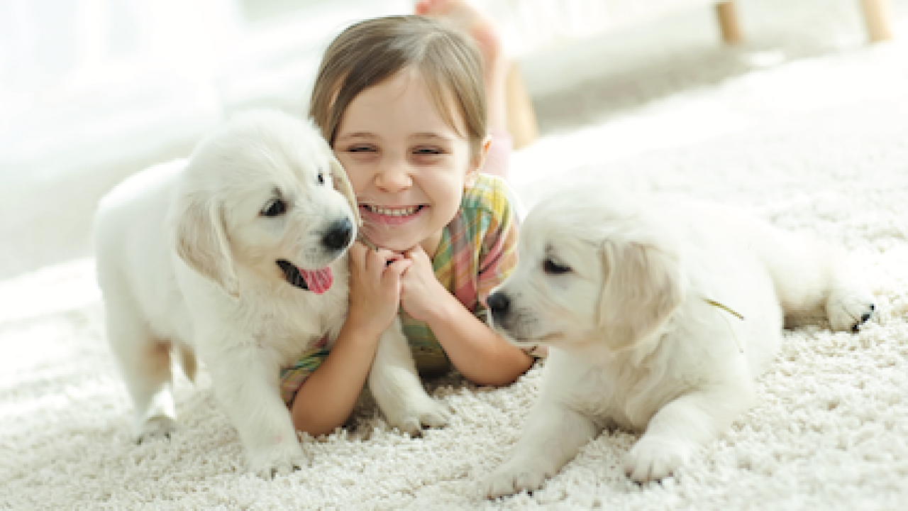 Girl-with-puppies-1280x720.png