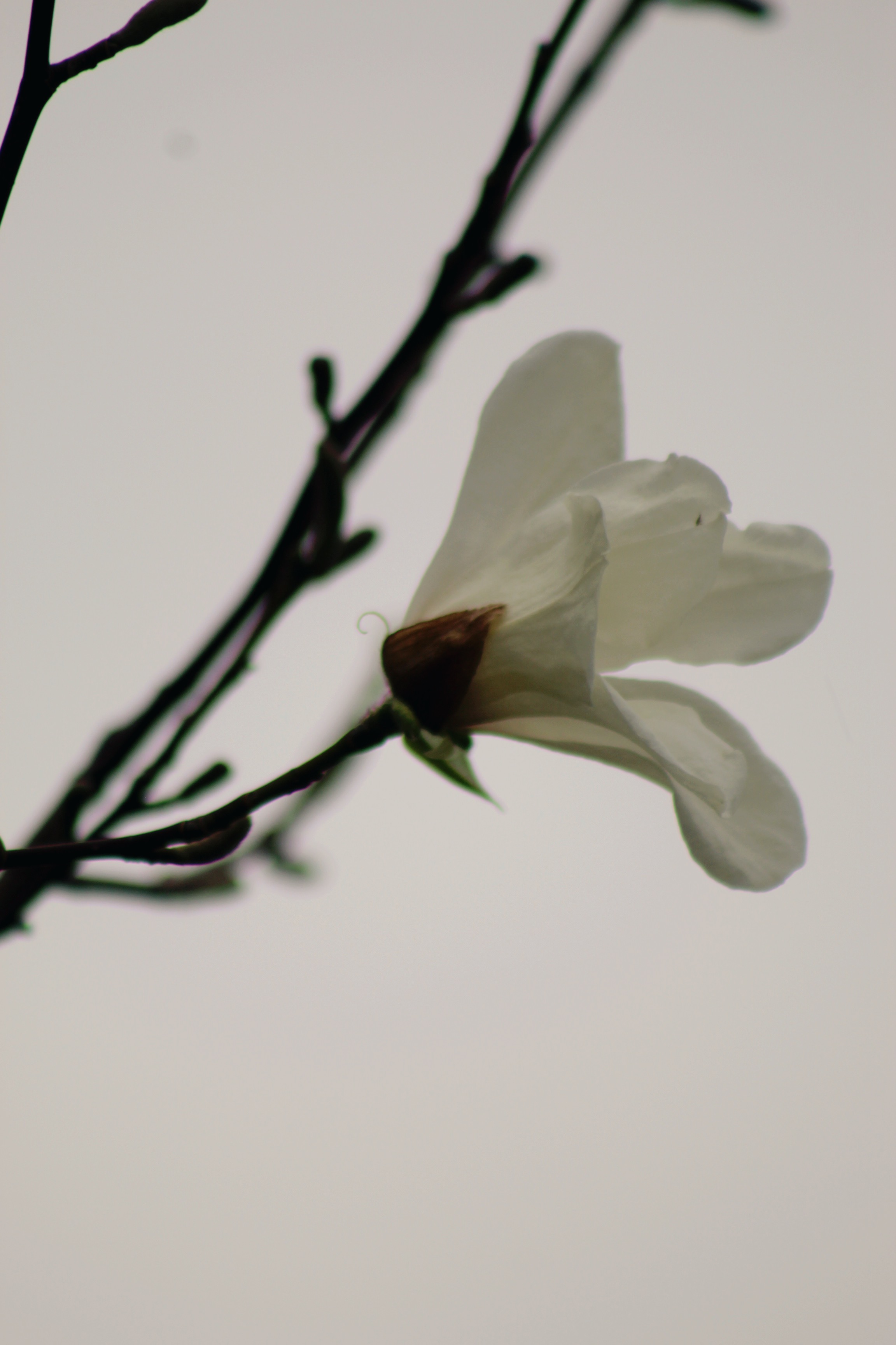 IMG_1821.jpeg