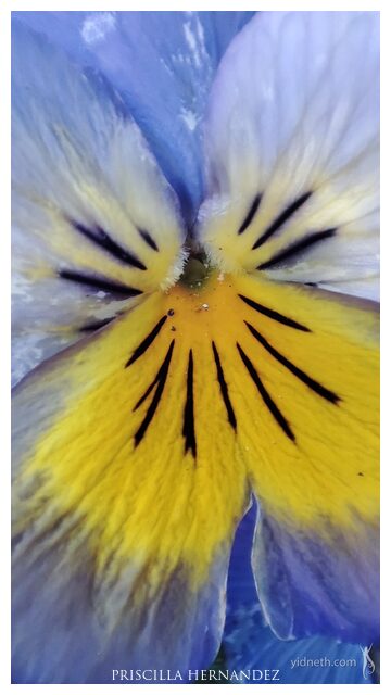 pansies -640- by Priscilla Hernandez.jpg