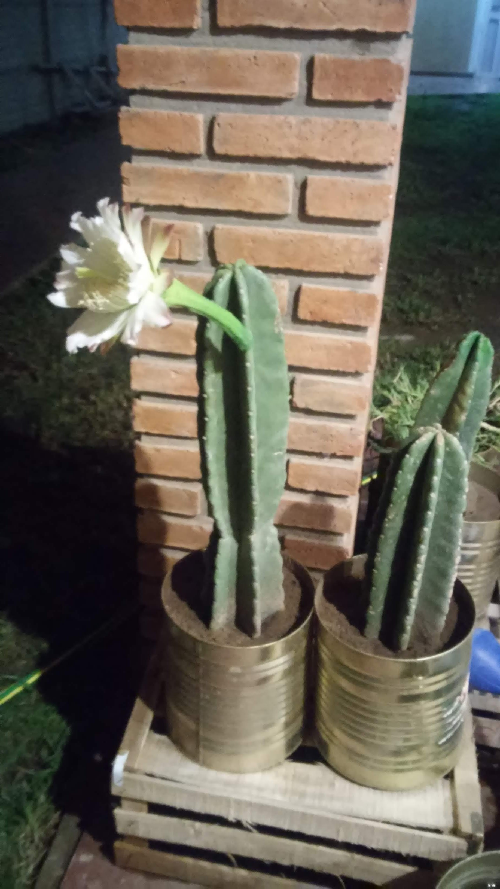 06.-Cactus-San-Pedro-2.png