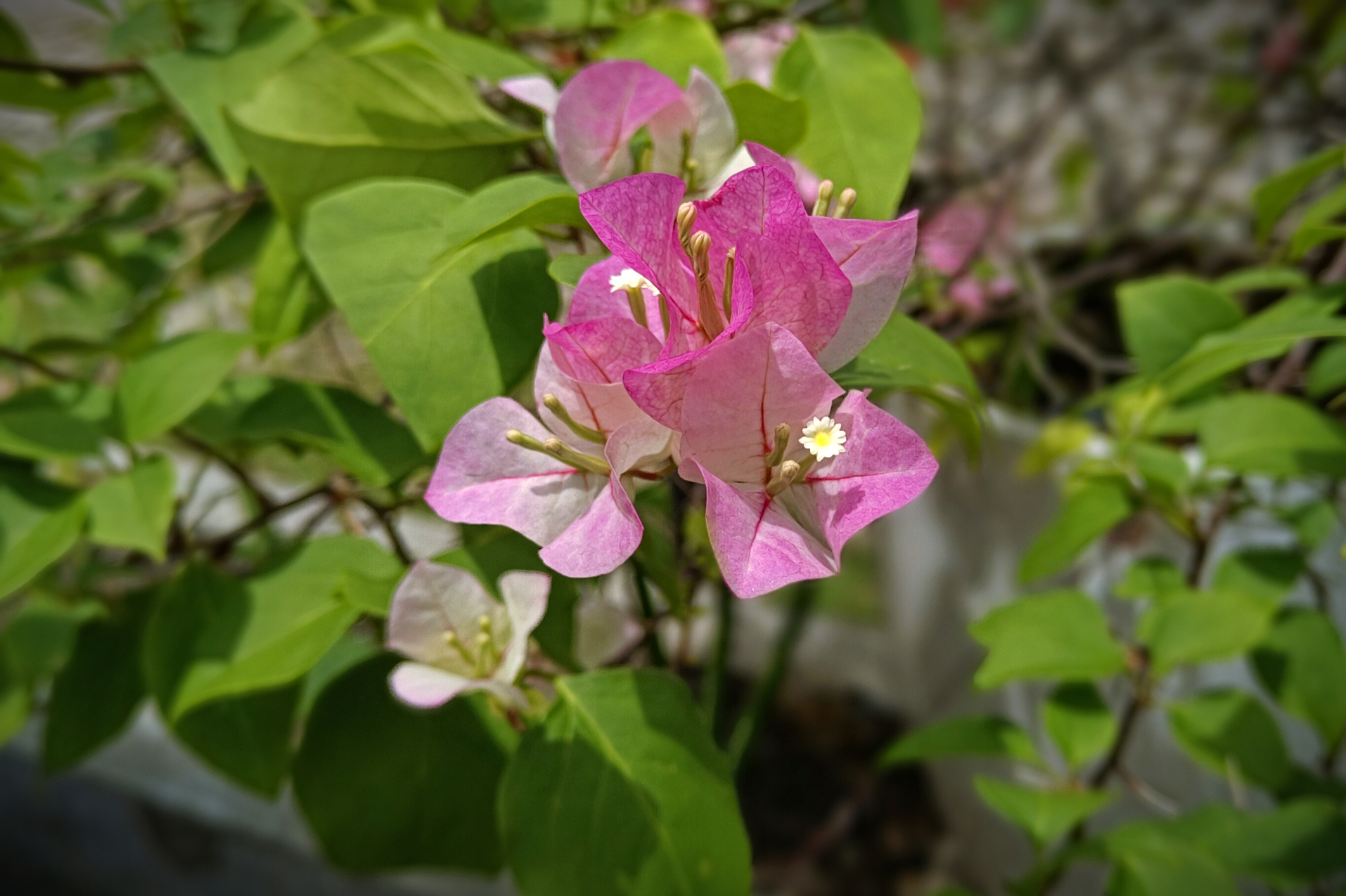 IMG_20250329_063824.jpg