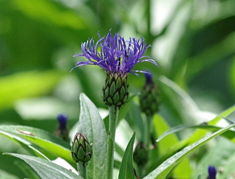 hivegarden-flowers-cornflower.jpg