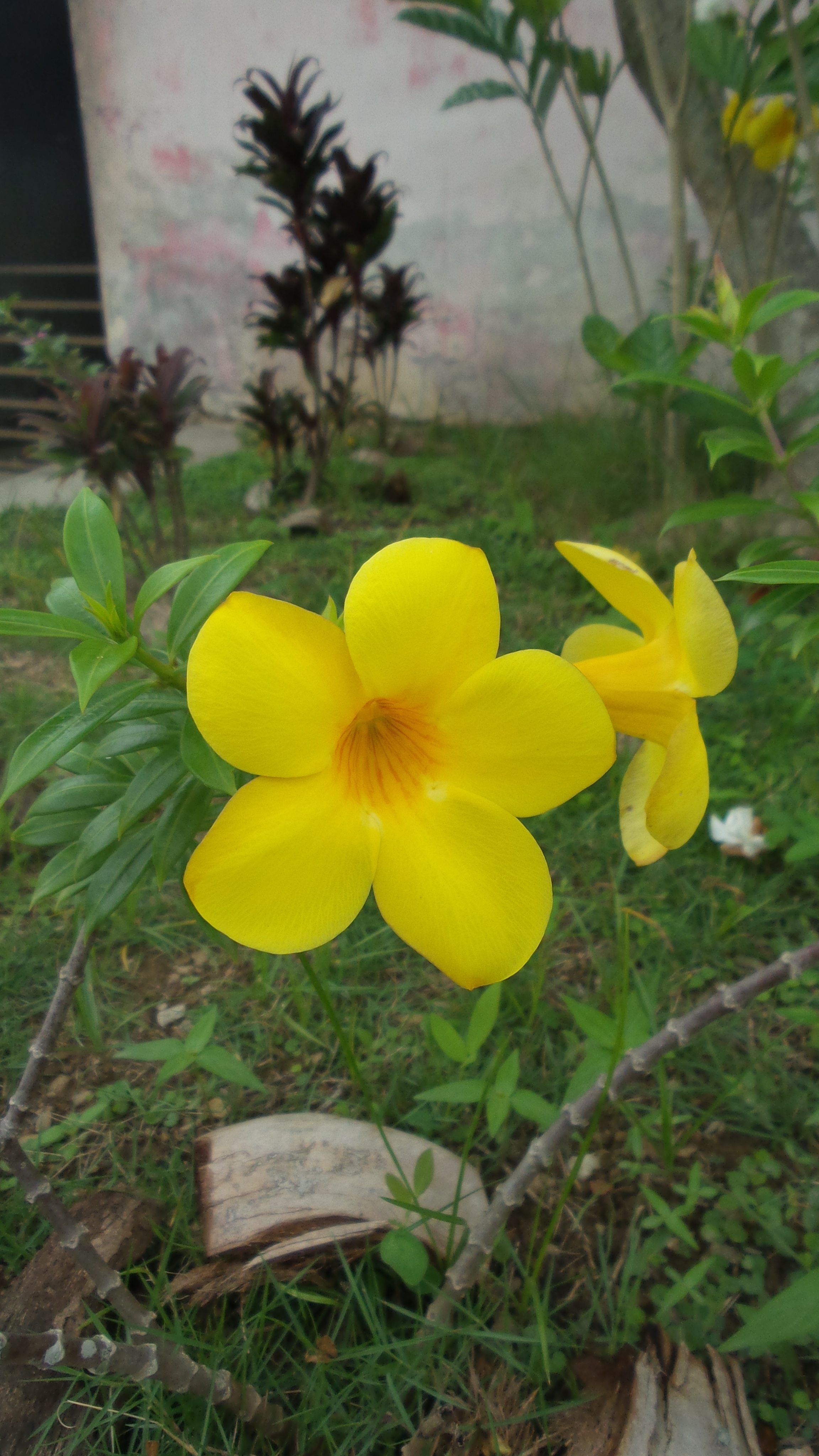 flor campana amarilla.jpg