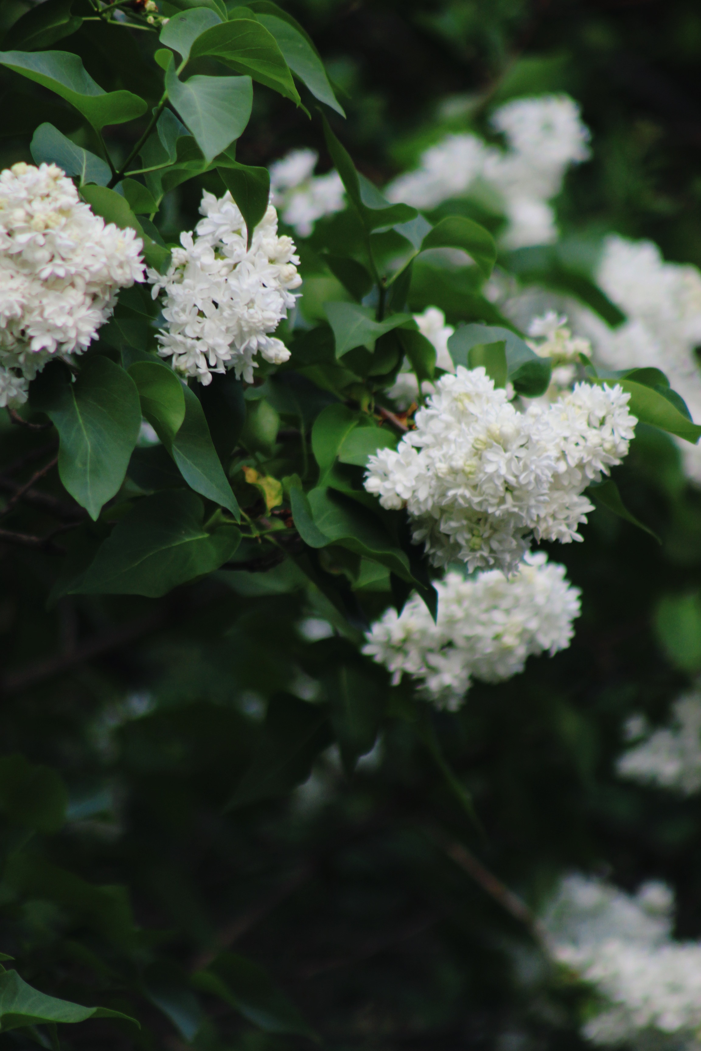 IMG_2543.jpeg