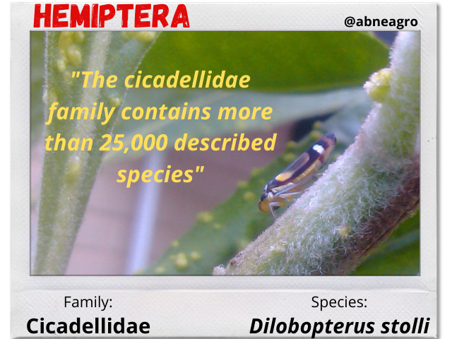 Hemiptera 1.png