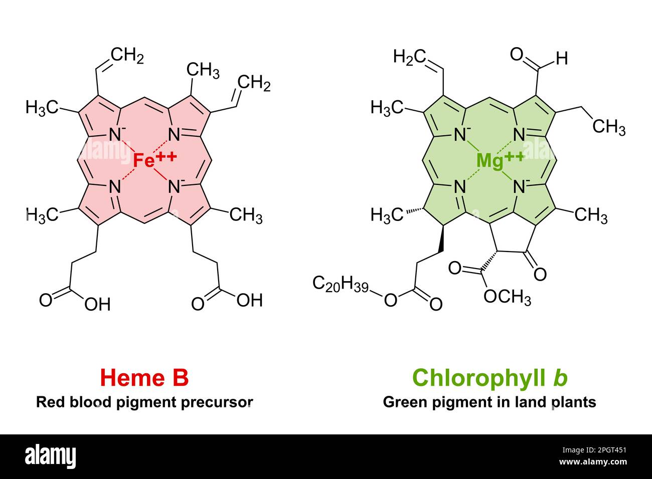 heme-and-chlorophyll-similarities-in-chemical-structure-a-plane-porphyrin-ring-with-4-nitrogen-atoms-binding-an-iron-or-magnesium-atom-2PGT451-4264593643.jpg