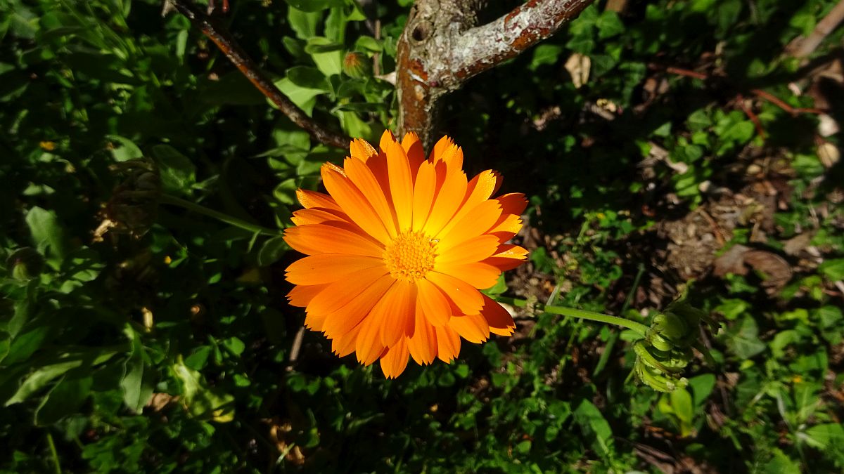 Flor 3.jpg