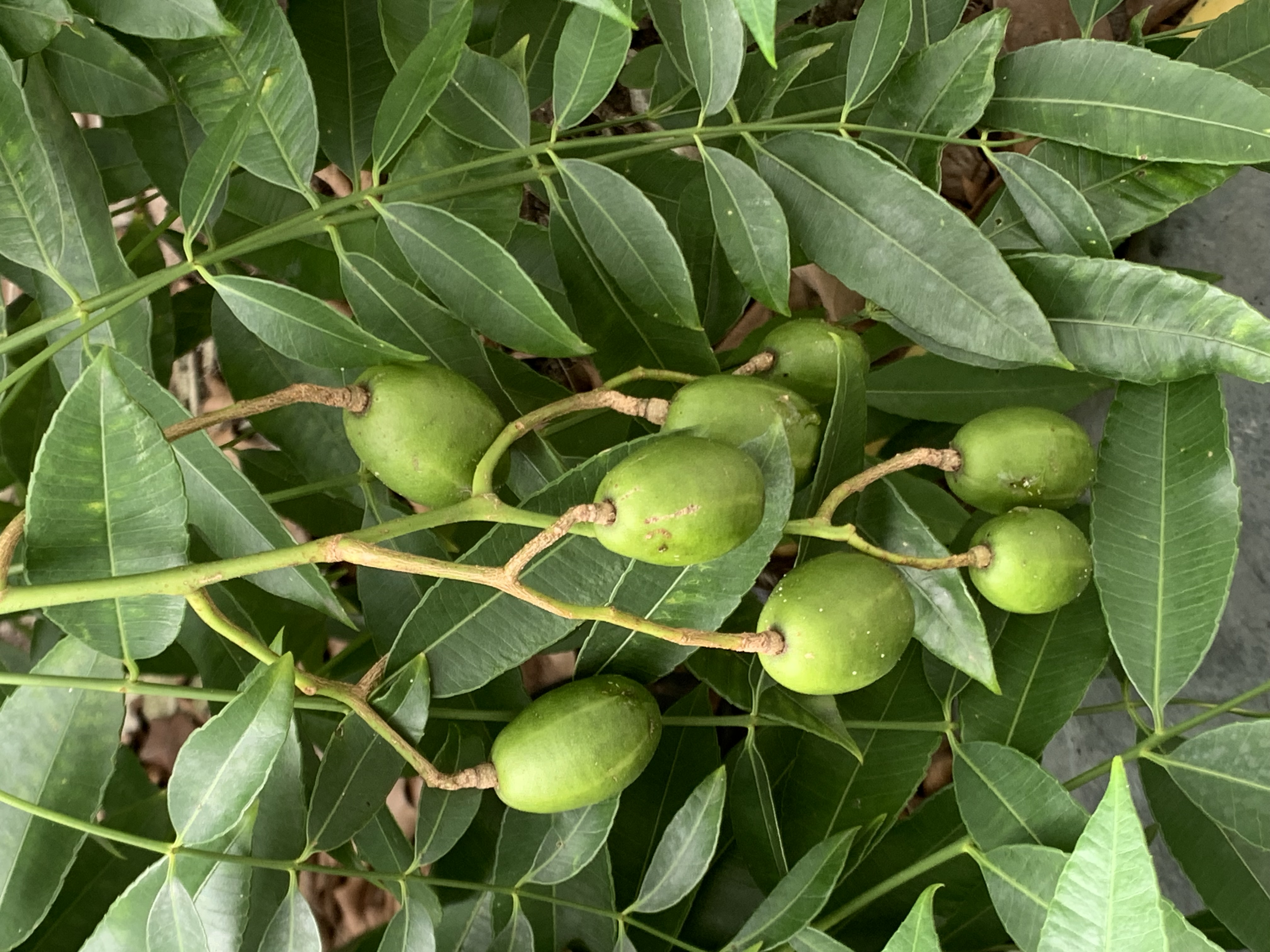 fruit17.jpg