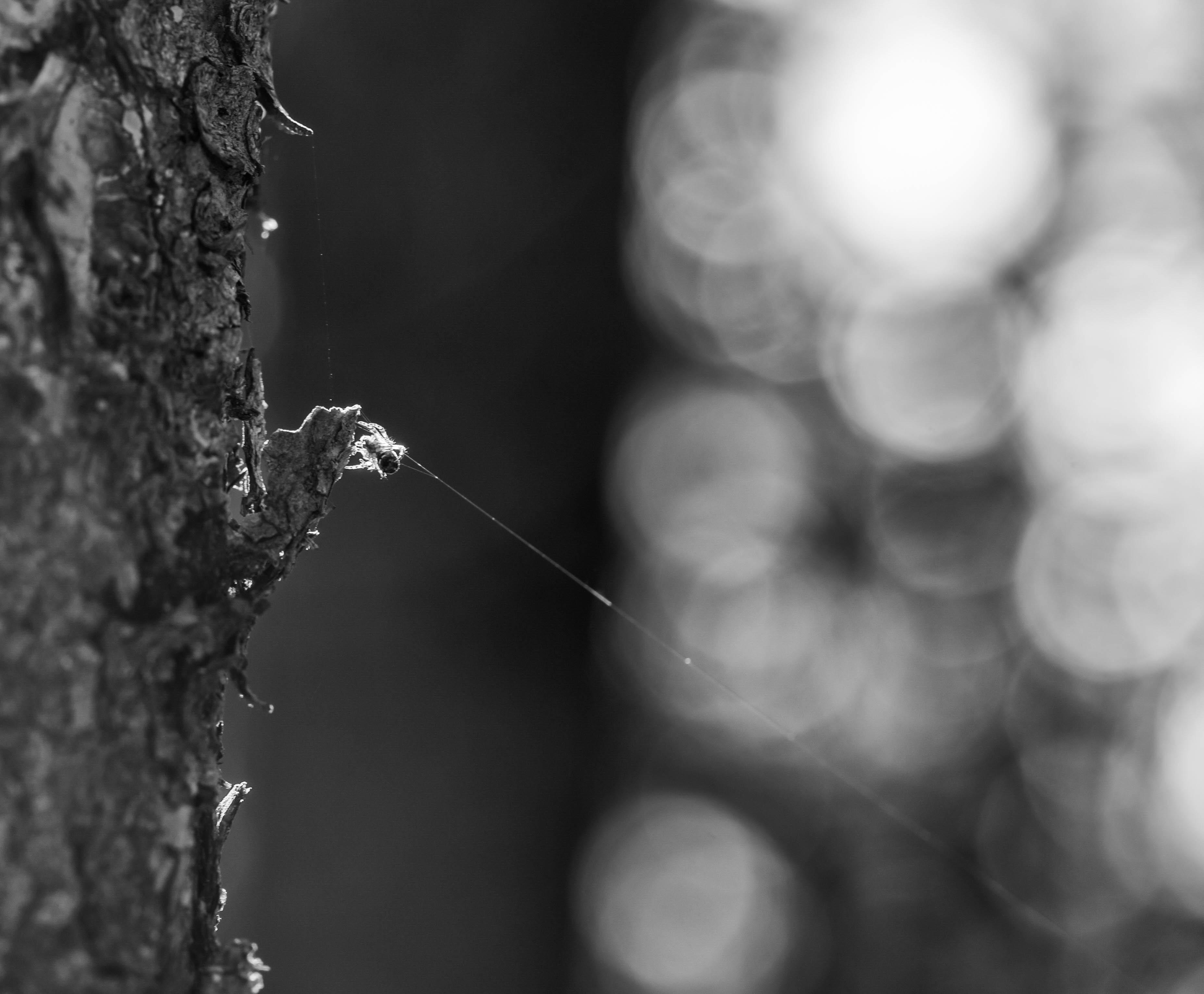 DSC_0950-Edit.jpg