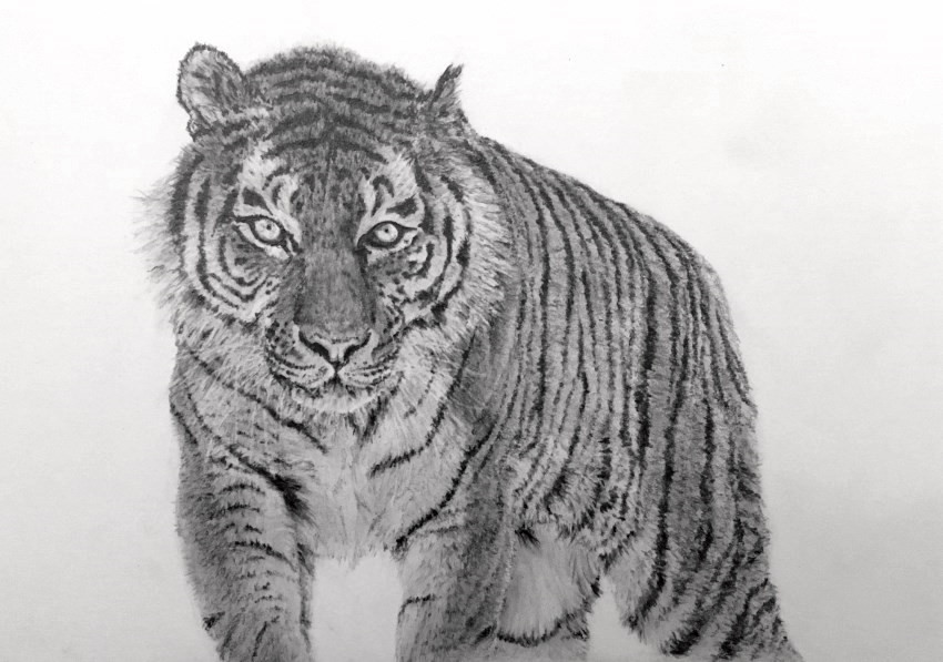 tiger-pencil-drawing.jpg