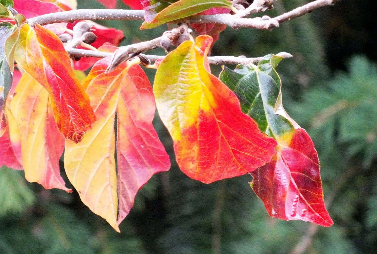 0446RedLeaves.JPG