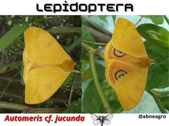 Automeris cf. jucunda (8).png