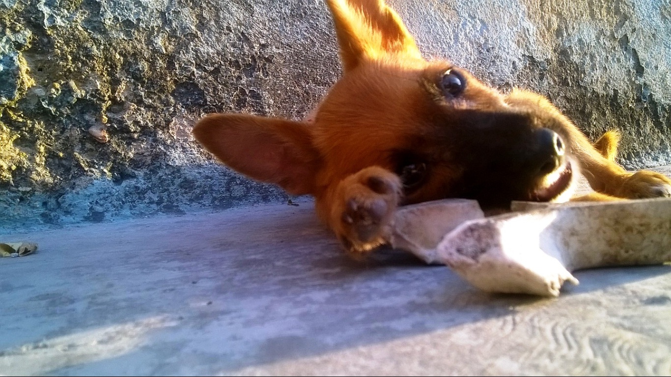 03-Mascota.jpg