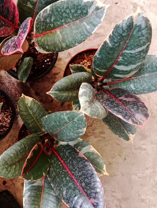Rubber Tree 1.jpg