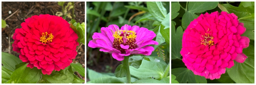hivegarden-zinnia.jpg