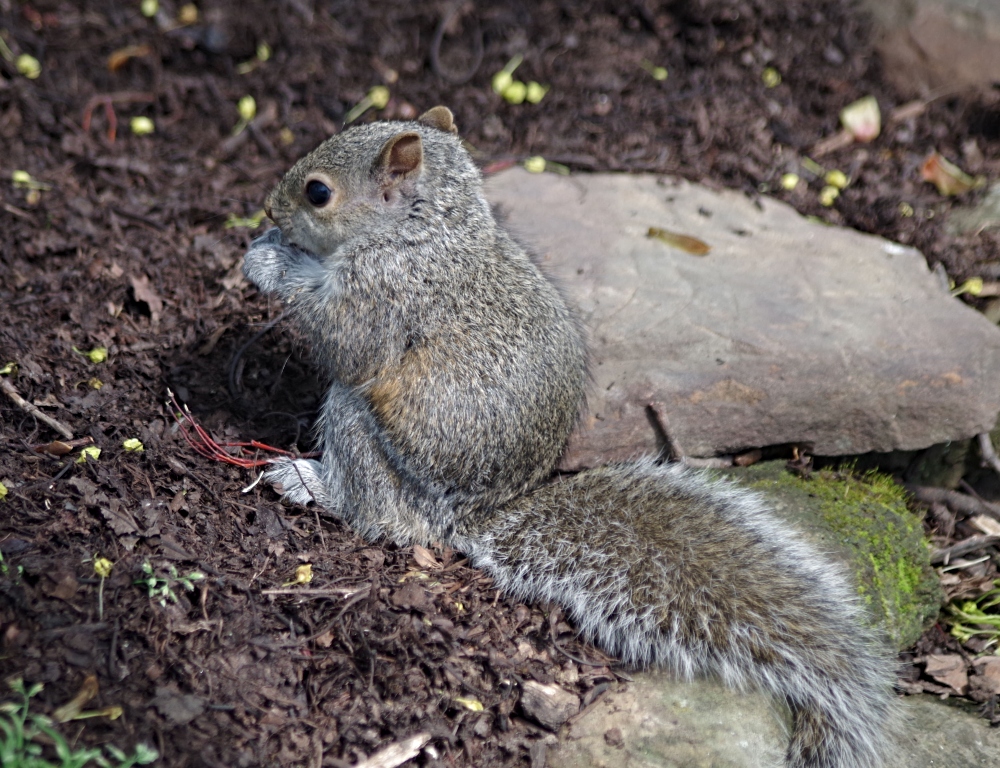 baby squirrel -2.jpg
