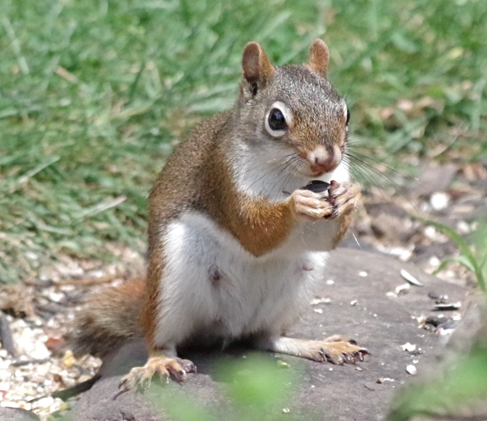 squirrel-3.jpg