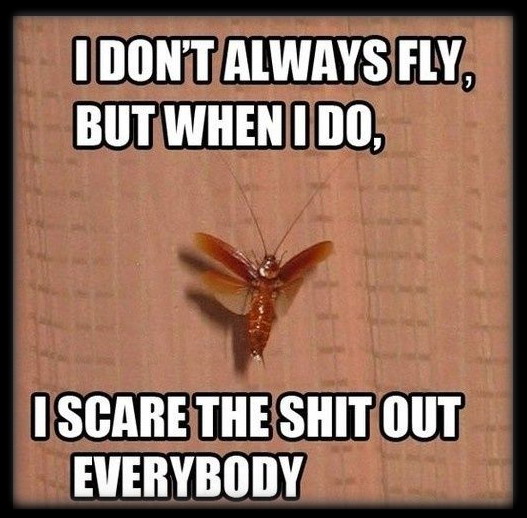 Fly_cockroach_Fly.jpg