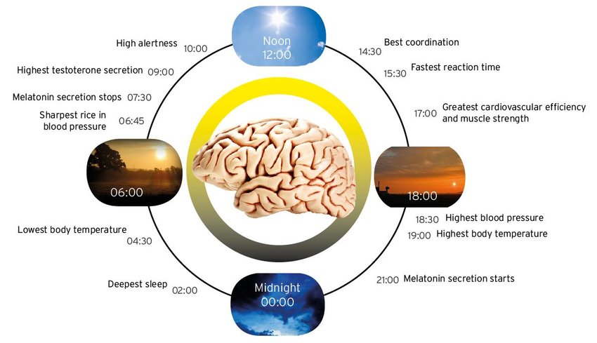 Figure-1-bfeatures-of-the-human-circadian-24-hour-biological-clock-Curtsy-extract.png